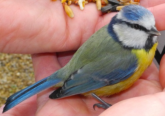 Blue Tit